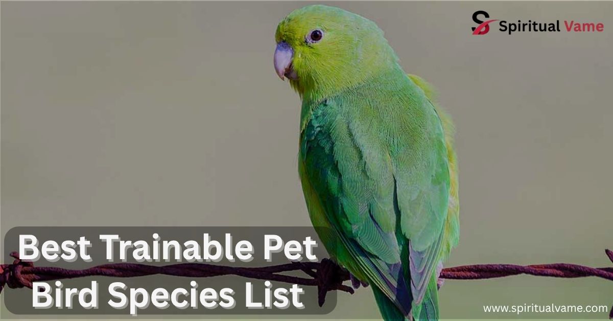 Best Trainable Pet Bird Species List