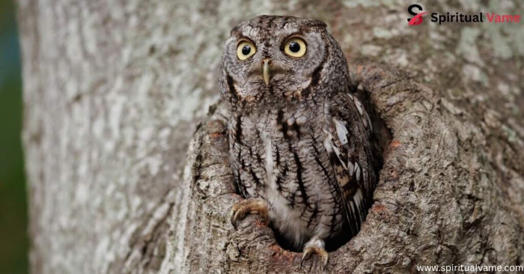 Eastern Screech Owl