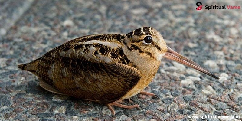 Woodcock Brown