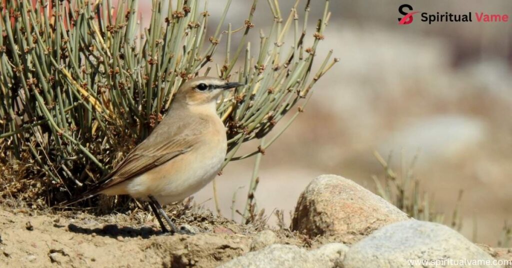 Isabelline Wheatear