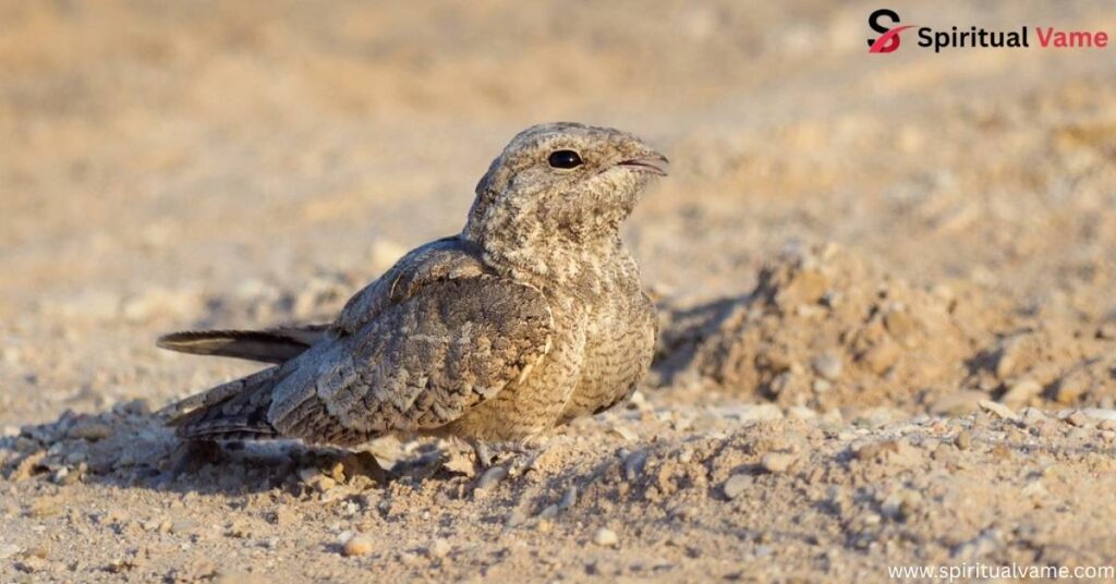 Egyptian Nightjar