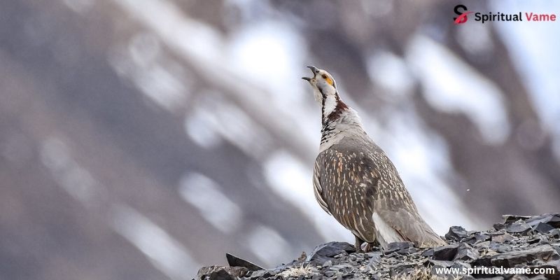Himalayan Snowcock