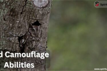 Bird Camouflage Abilities