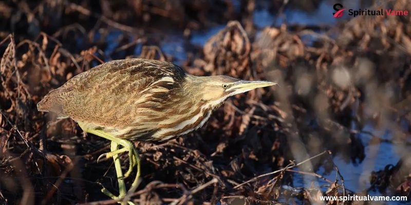 American Bittern