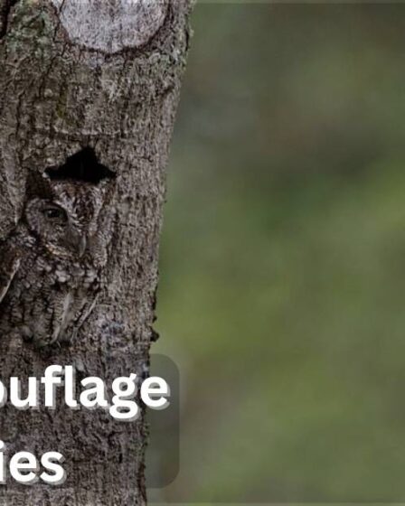 Bird Camouflage Abilities