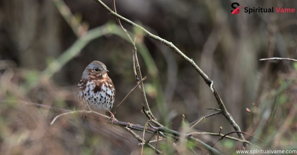 Fox Sparrow
