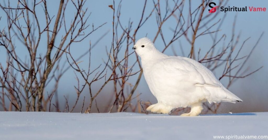 Willow Ptarmigan