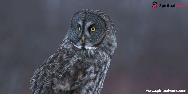 Great Gray Owl
