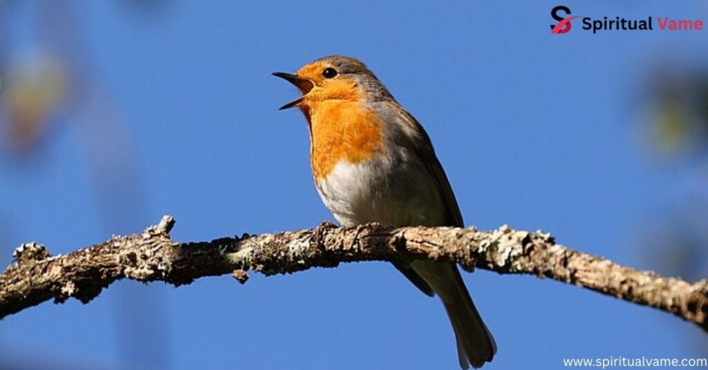  European Robin