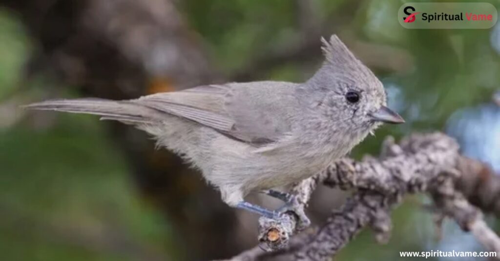 Tufted Titmouse