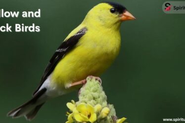 Yellow and Black Birds 