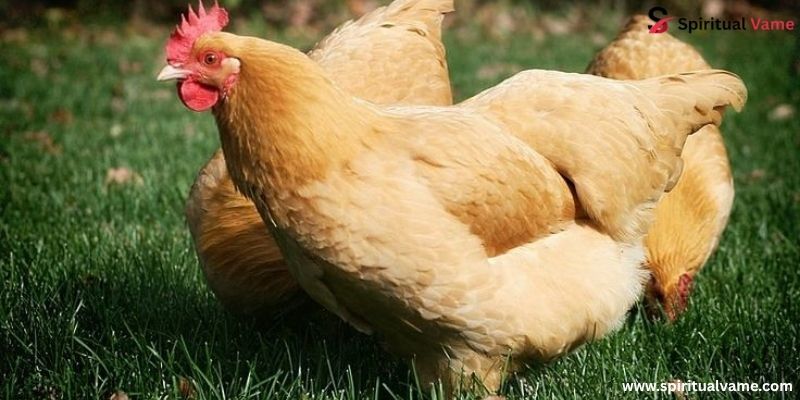 Buff Orpington ,Bird Lays Pink Eggs
