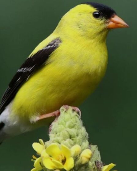 Yellow and Black Birds 