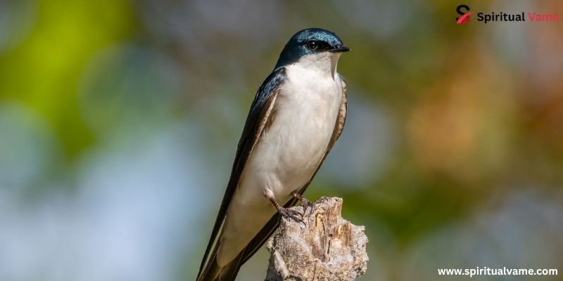 Tree Swallow