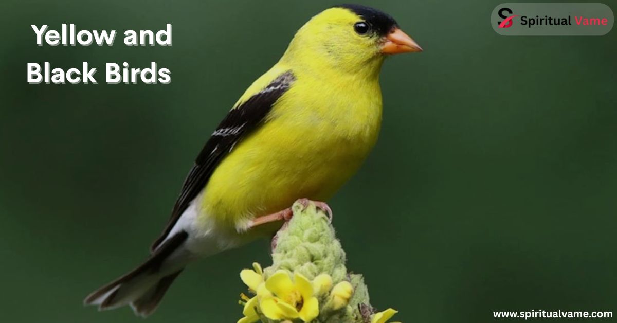 Yellow and Black Birds