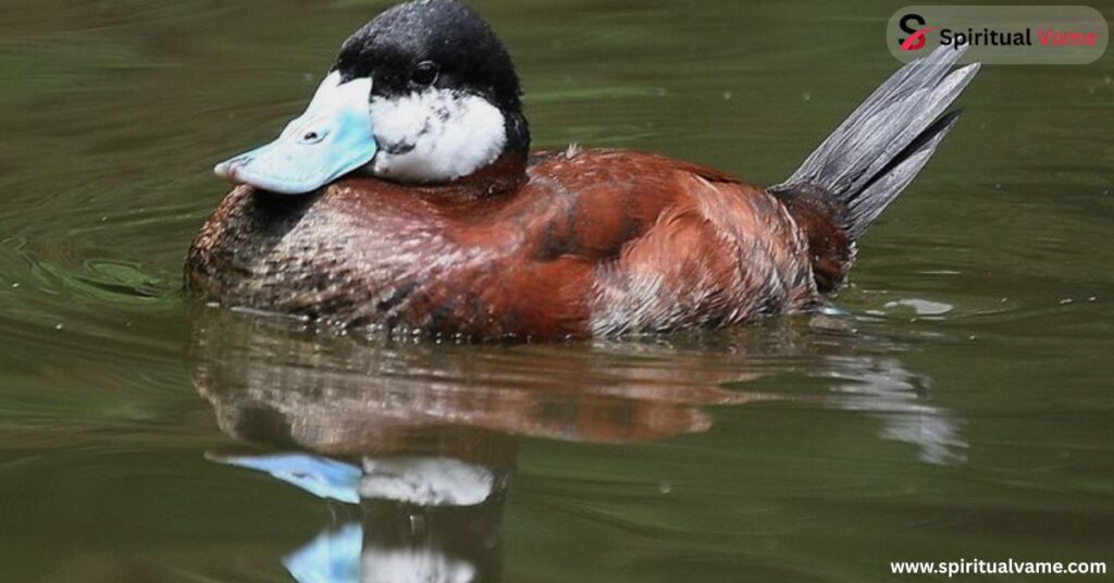 Ruddy Duck