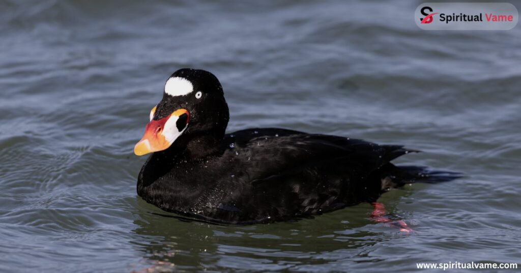 Surf Scoter