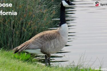 Goose California