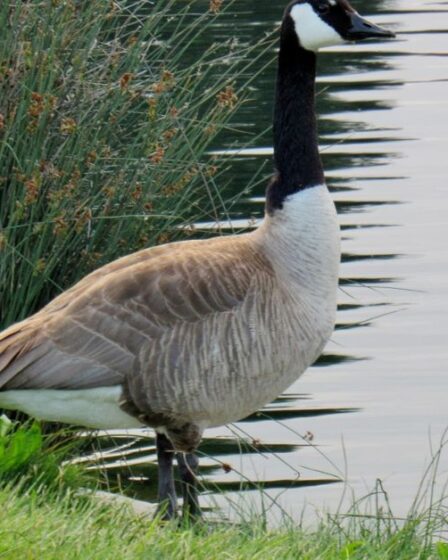Goose California