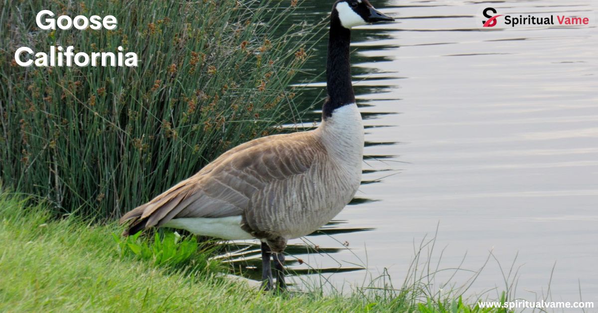 Goose California