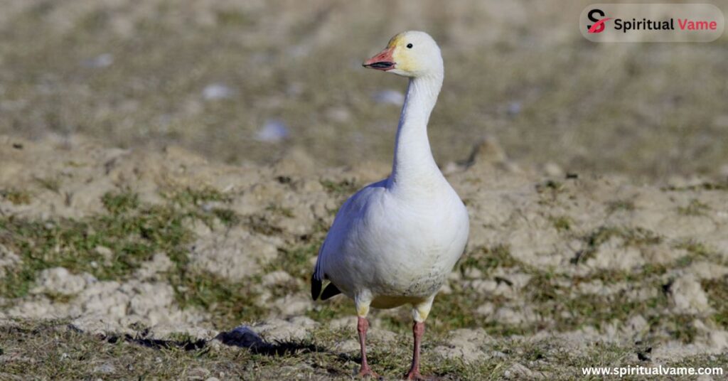 5 Goose California 