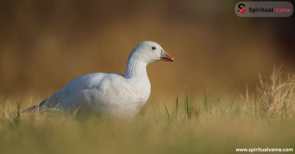 Ross’s Goose (Anser rossii)
