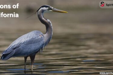 Herons of California