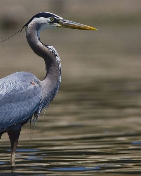 Herons of California
