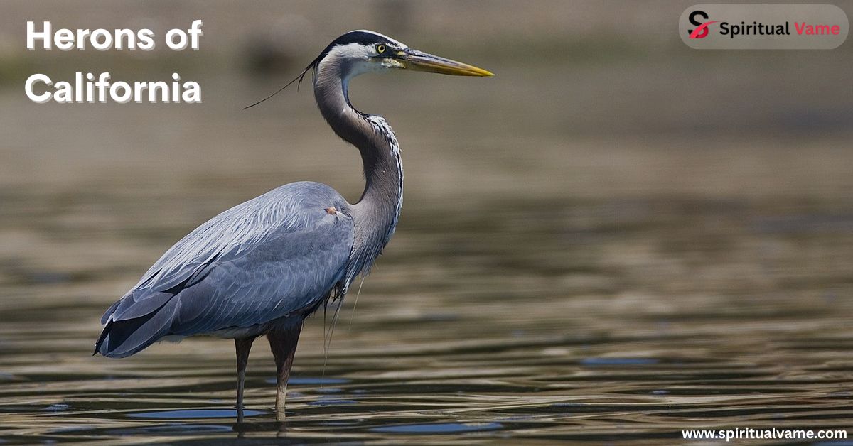 Herons of California
