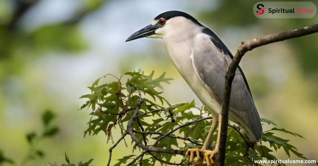 List of 11 Herons that are Common in California