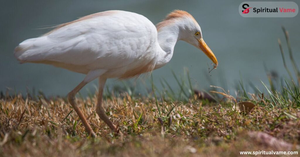 Cattle Egret