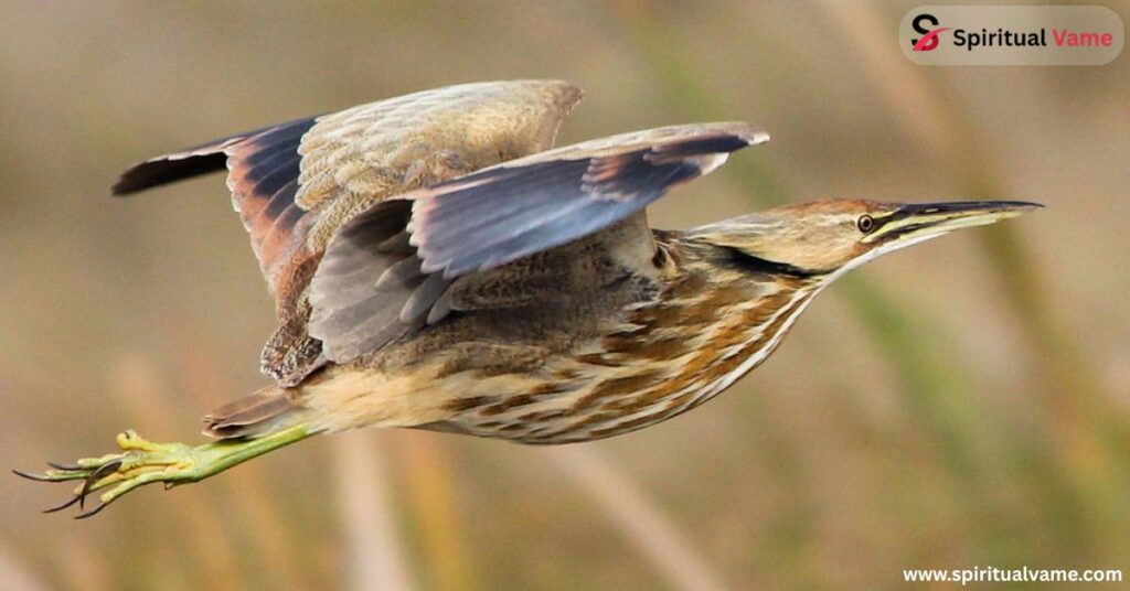 American Bittern