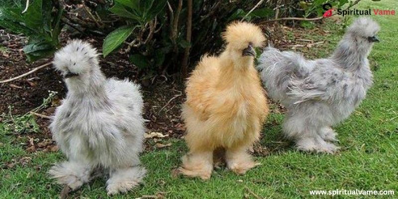 Silkies ,Bird Lays Pink Eggs