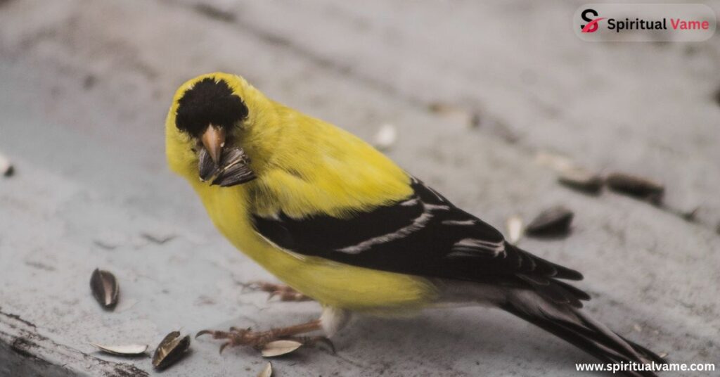 American Goldfinch