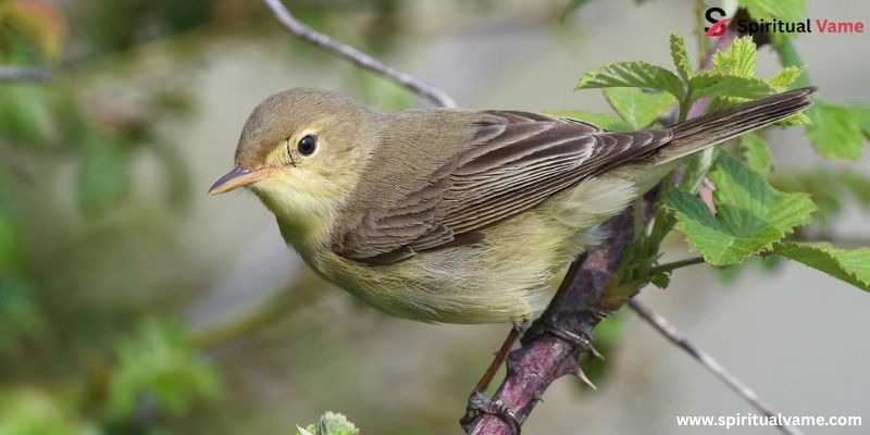 Melodious Warbler , Bird Lays Pink Eggs