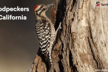 Woodpeckers in California