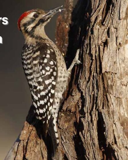 Woodpeckers in California