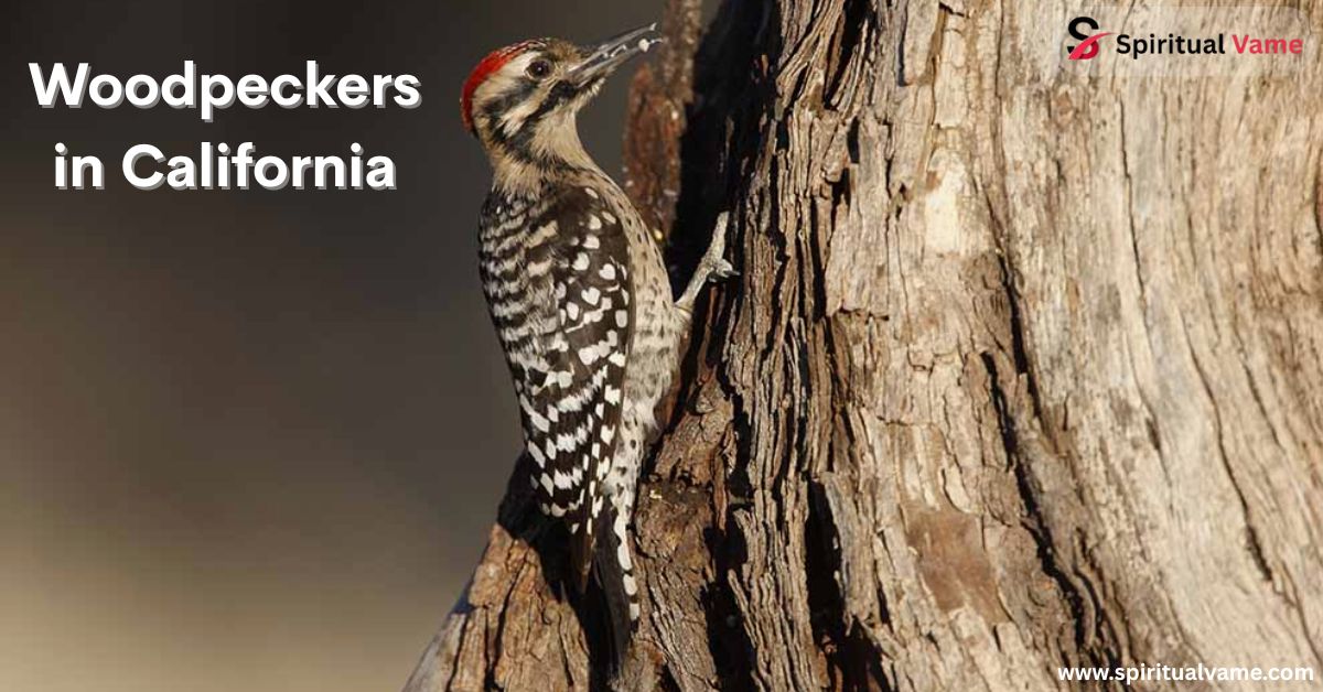 Woodpeckers in California