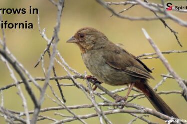 Sparrows in California
