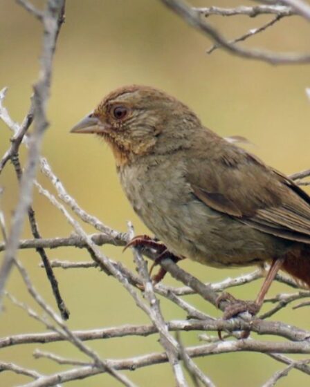 Sparrows in California