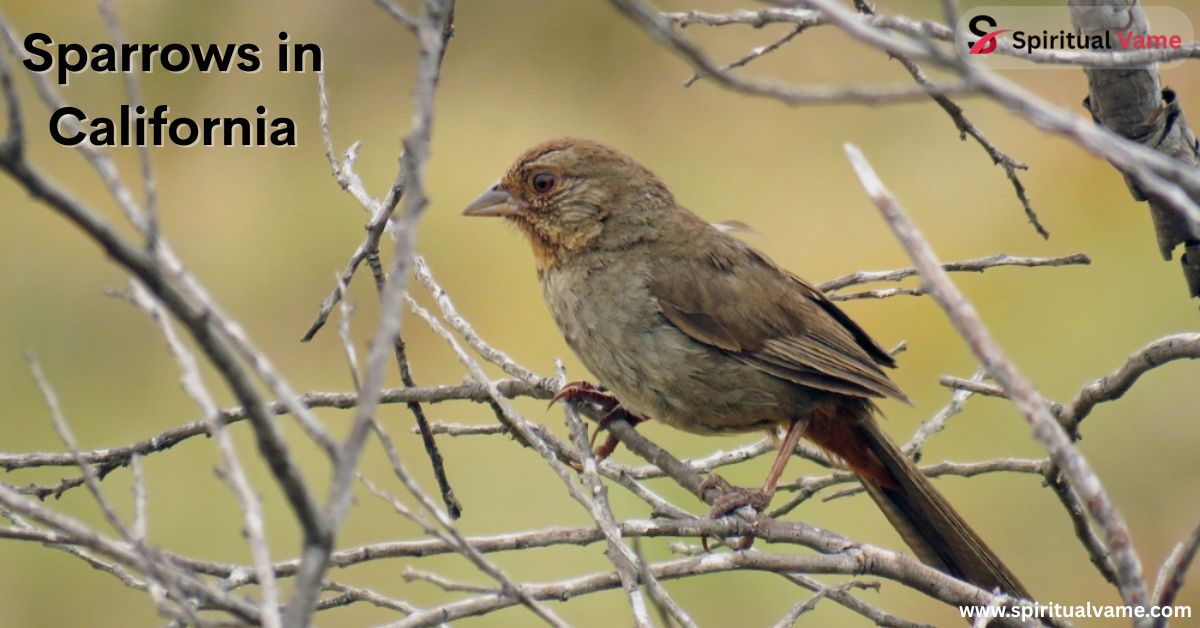 Sparrows in California