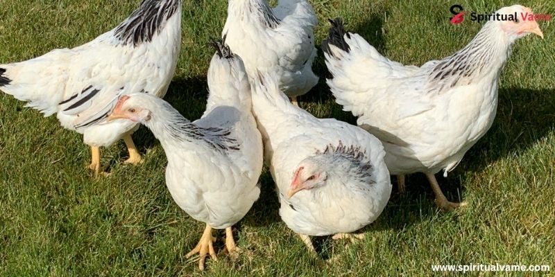  Light Sussex ,Bird Lays Pink Eggs