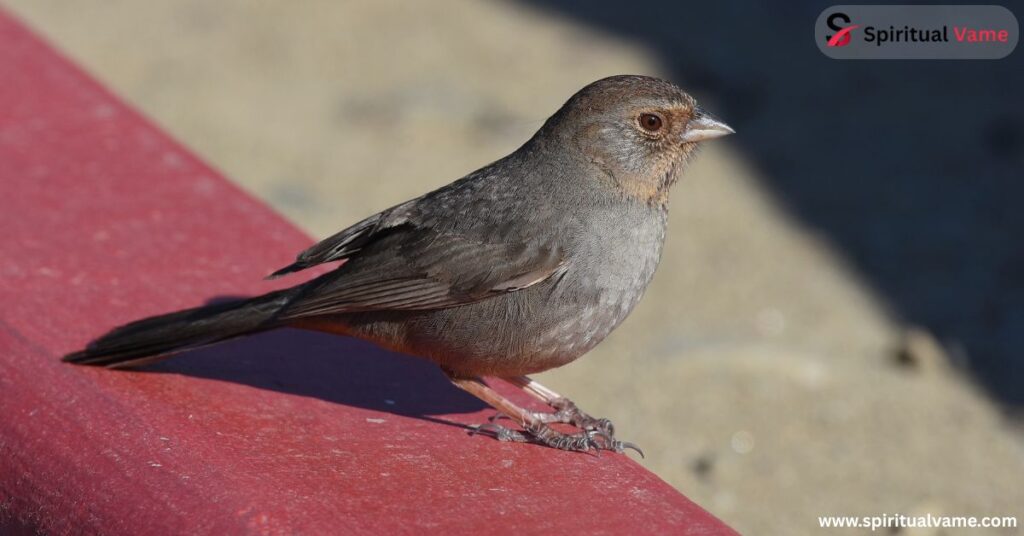 Species of Sparrows in California You Can See