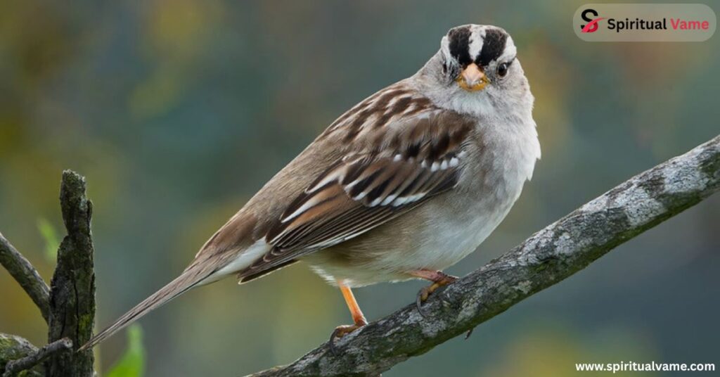 White-crowned Sparrow