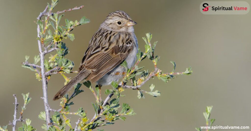 Brewer’s Sparrow