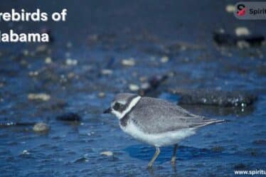 Shorebirds of Alabama