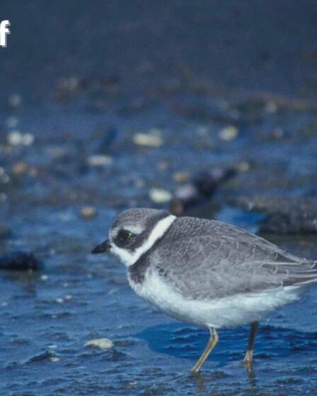 Shorebirds of Alabama