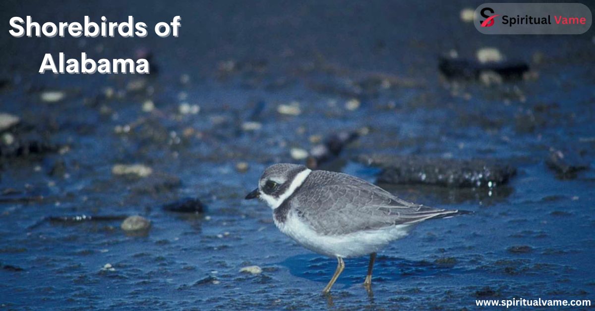 Shorebirds of Alabama