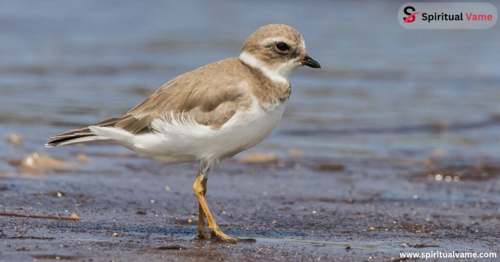 Common Shorebirds In Alabama