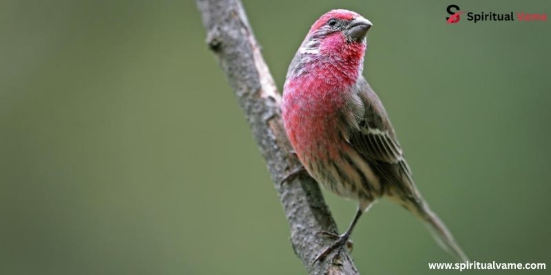 House Finch